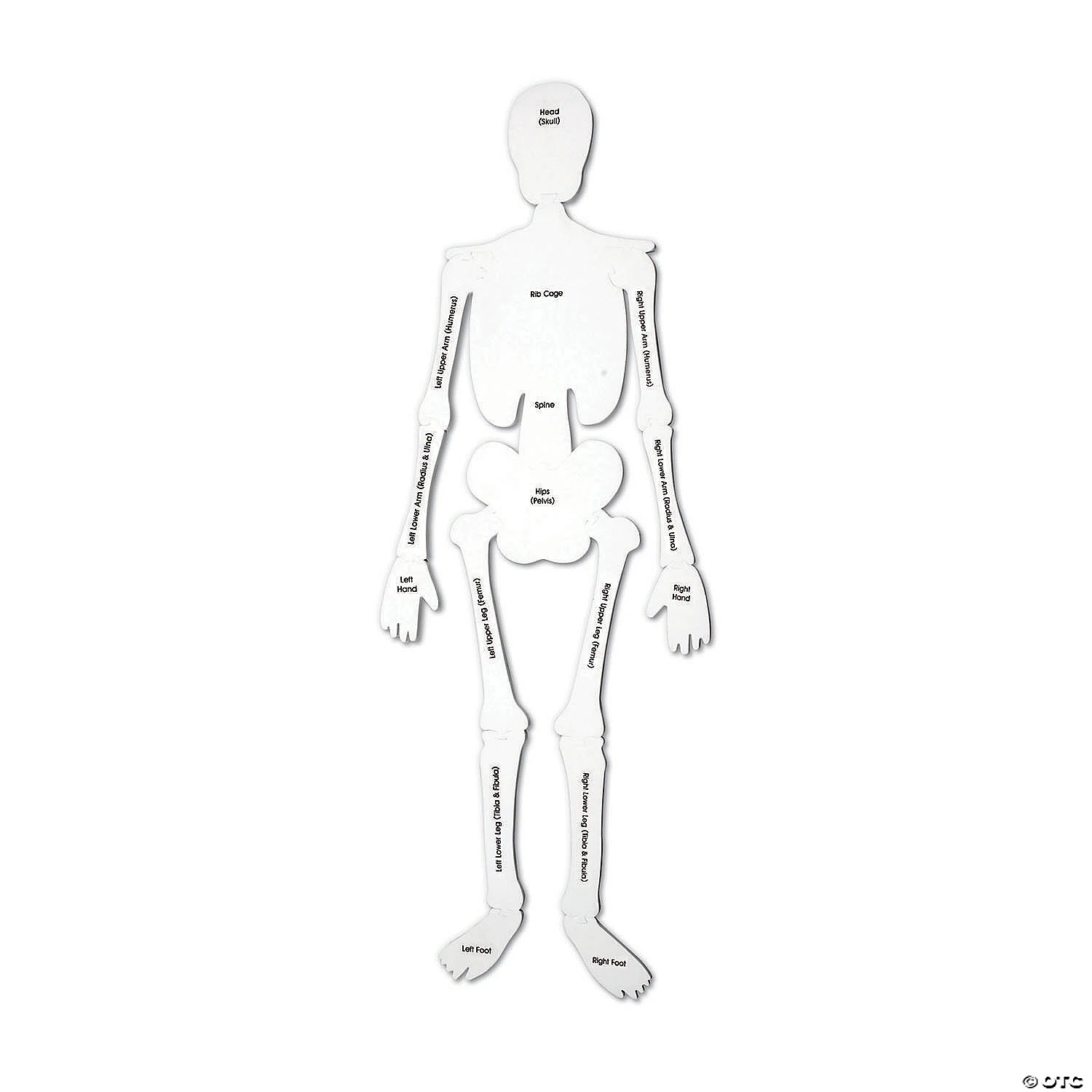 Learning Resources® Skeleton Foam Floor Jigsaw Puzzle 2 Learning Resources® Skeleton Foam Floor Jigsaw Puzzle - Image 2