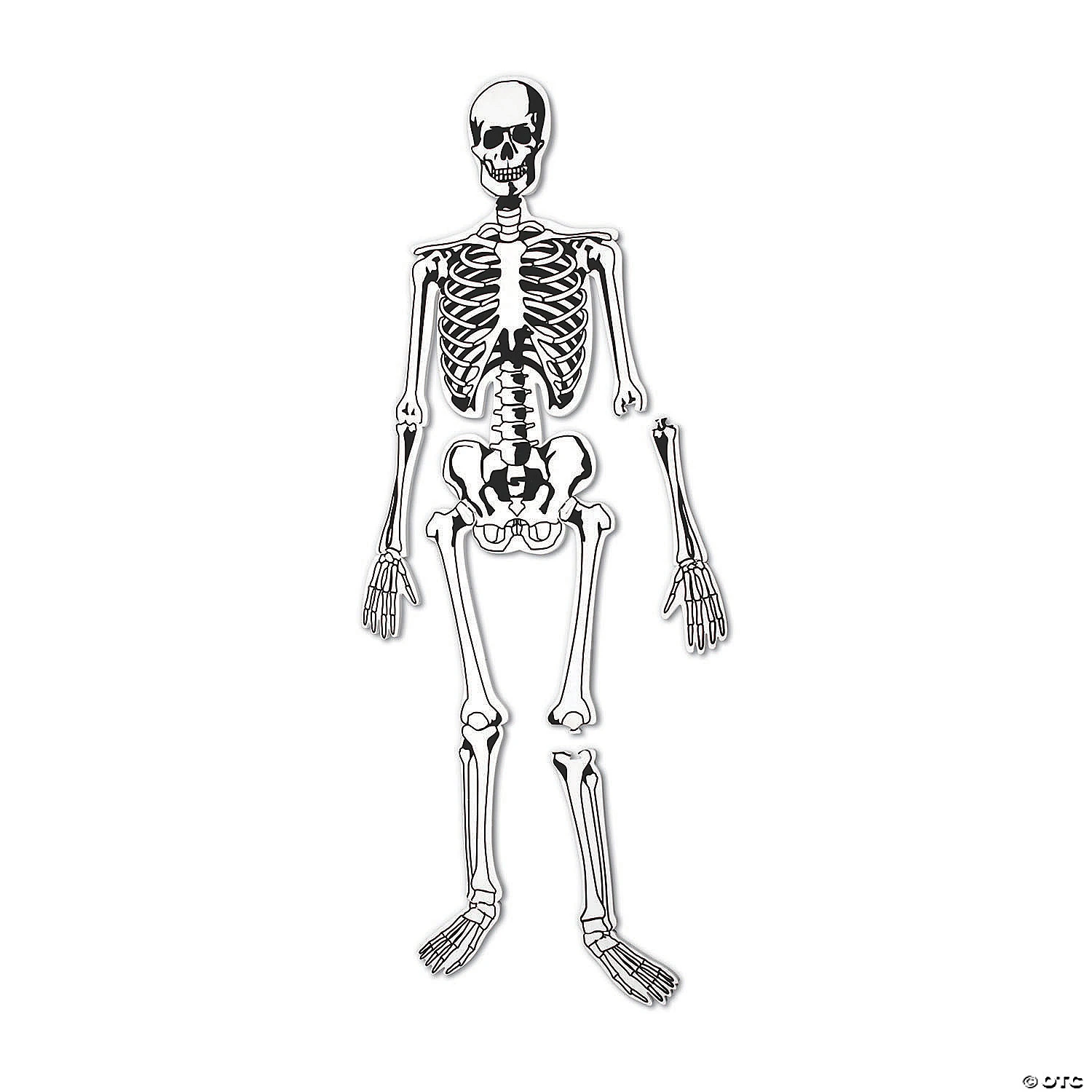 Learning Resources® Skeleton Foam Floor Jigsaw Puzzle 3 Learning Resources® Skeleton Foam Floor Jigsaw Puzzle - Image 3