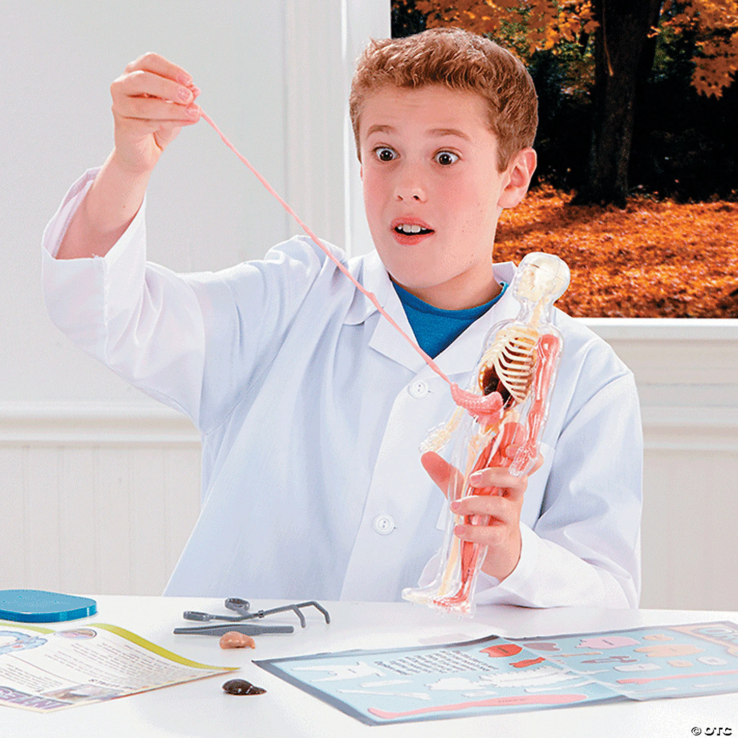 Squishy Human Body 3 Squishy Human Body - Image 3