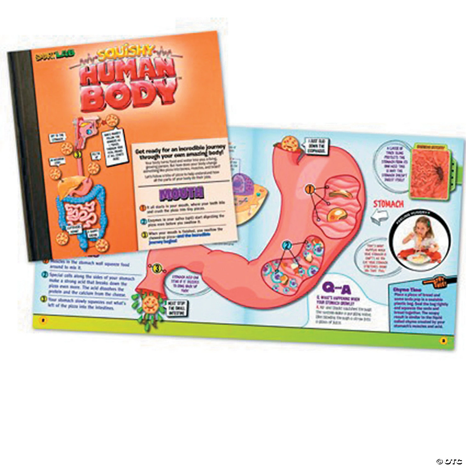 Squishy Human Body 4 Squishy Human Body - Image 4